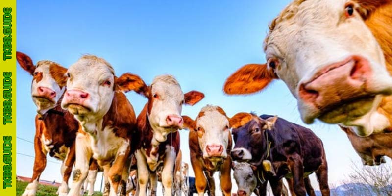 Giải Mã Giấc Mơ Thấy Đàn Bò: Điềm Báo May Mắn Hay Xui Xẻo? 2 Mơ thấy đàn bò điềm lành hay dữ
