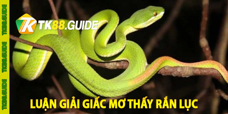 Giải Mã Giấc Mơ Thấy Rắn Lục: Điềm Báo Hay Lời Gợi Ý May Mắn? 1 luận giải giấc mơ thấy rắn lục