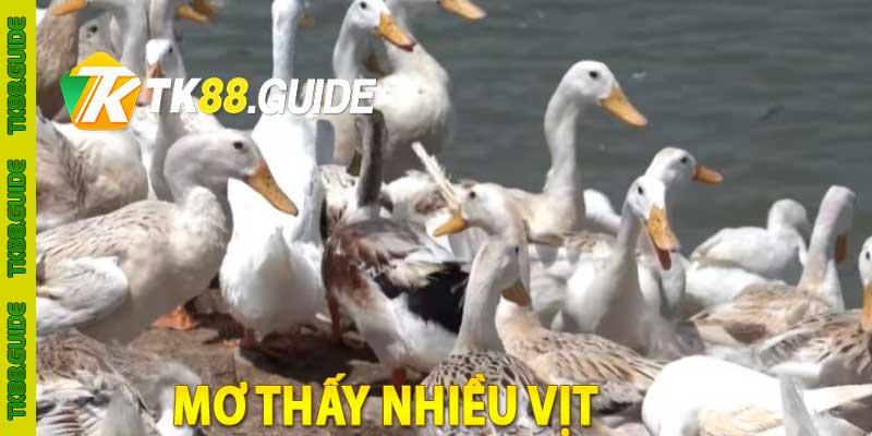 Giải Mã Giấc Mơ Thấy Nhiều Vịt: Điềm Báo May Mắn Hay Rủi Ro? 1 mơ thấy nhiều vịt